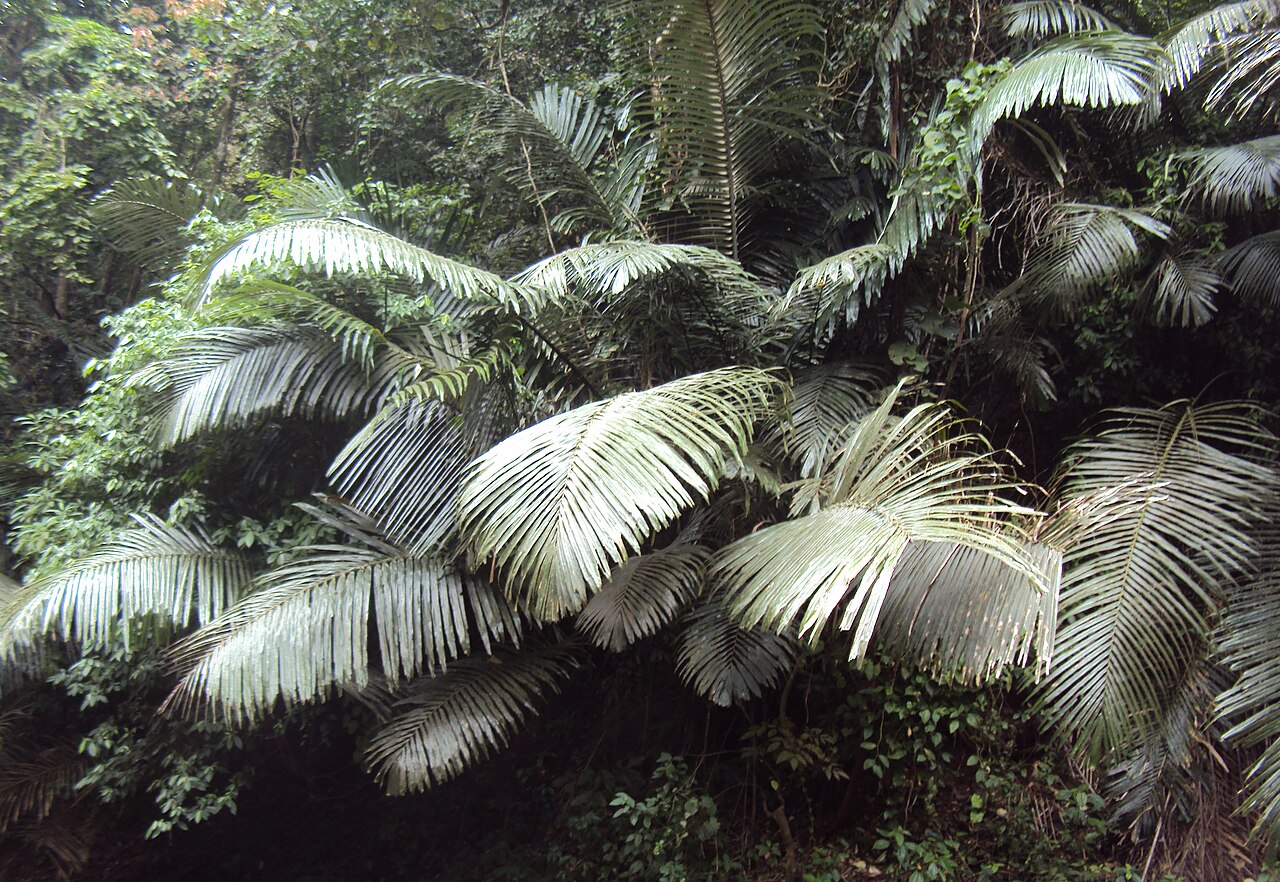Wight’s sago palm: Arenga wightii
