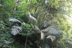 Wight’s sago palm (Arenga wightii)