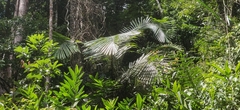 Wight’s sago palm (Arenga wightii)