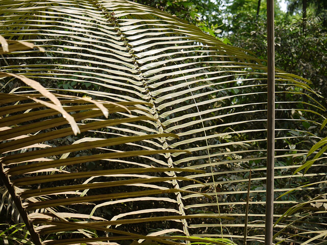 Wight’s sago palm: Arenga wightii