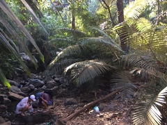 Wight’s sago palm (Arenga wightii)