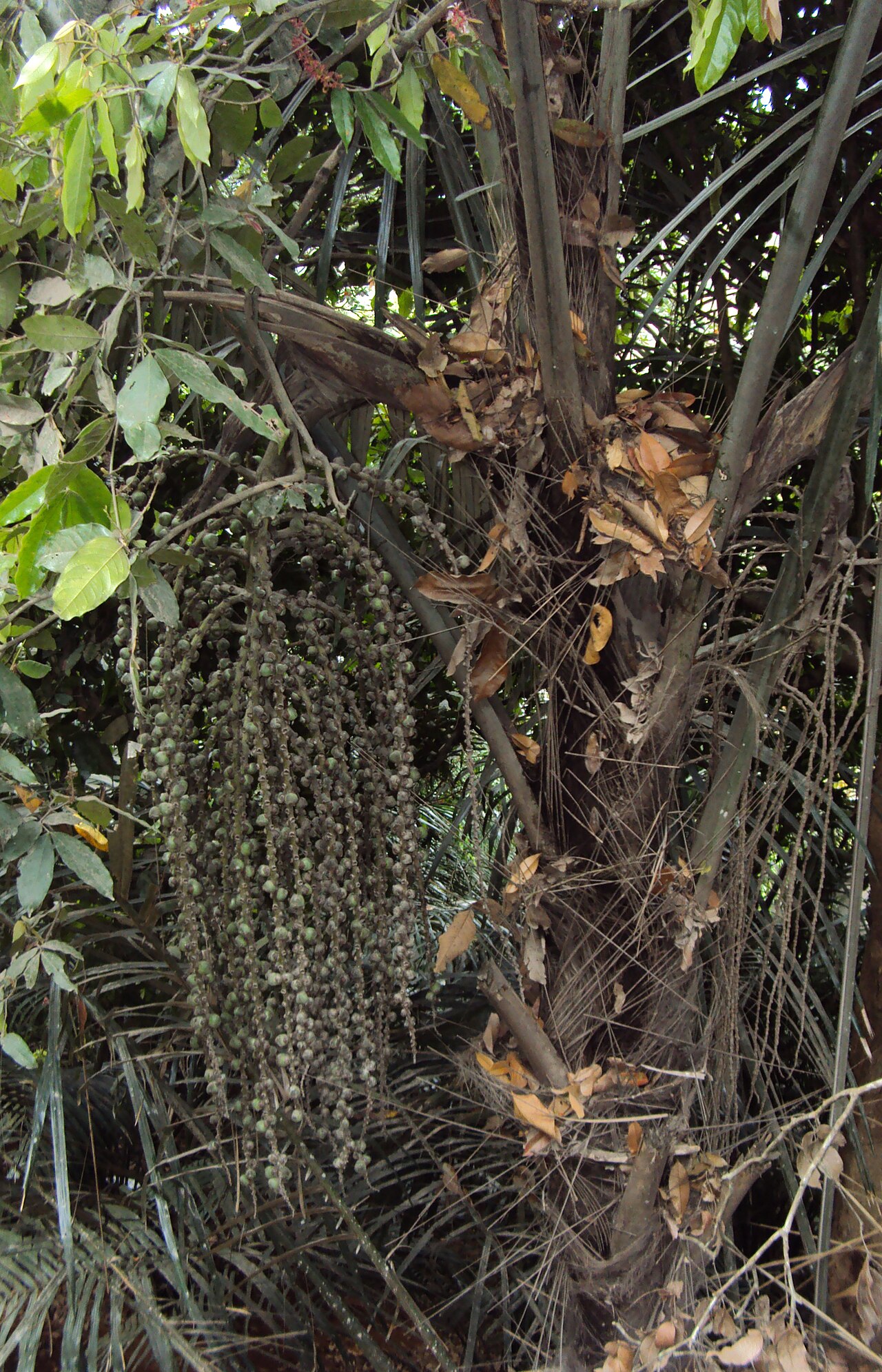 Wight’s sago palm: Arenga wightii