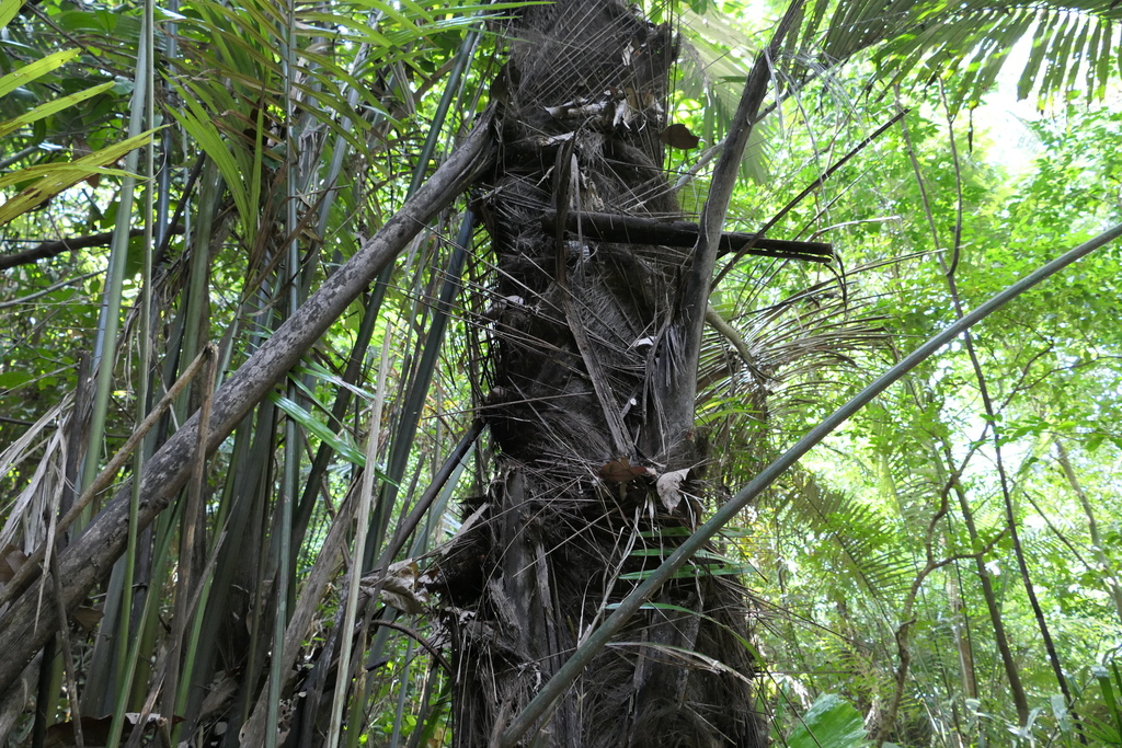 Wight’s sago palm (Arenga wightii)