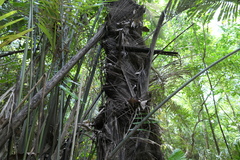 Wight’s sago palm (Arenga wightii)