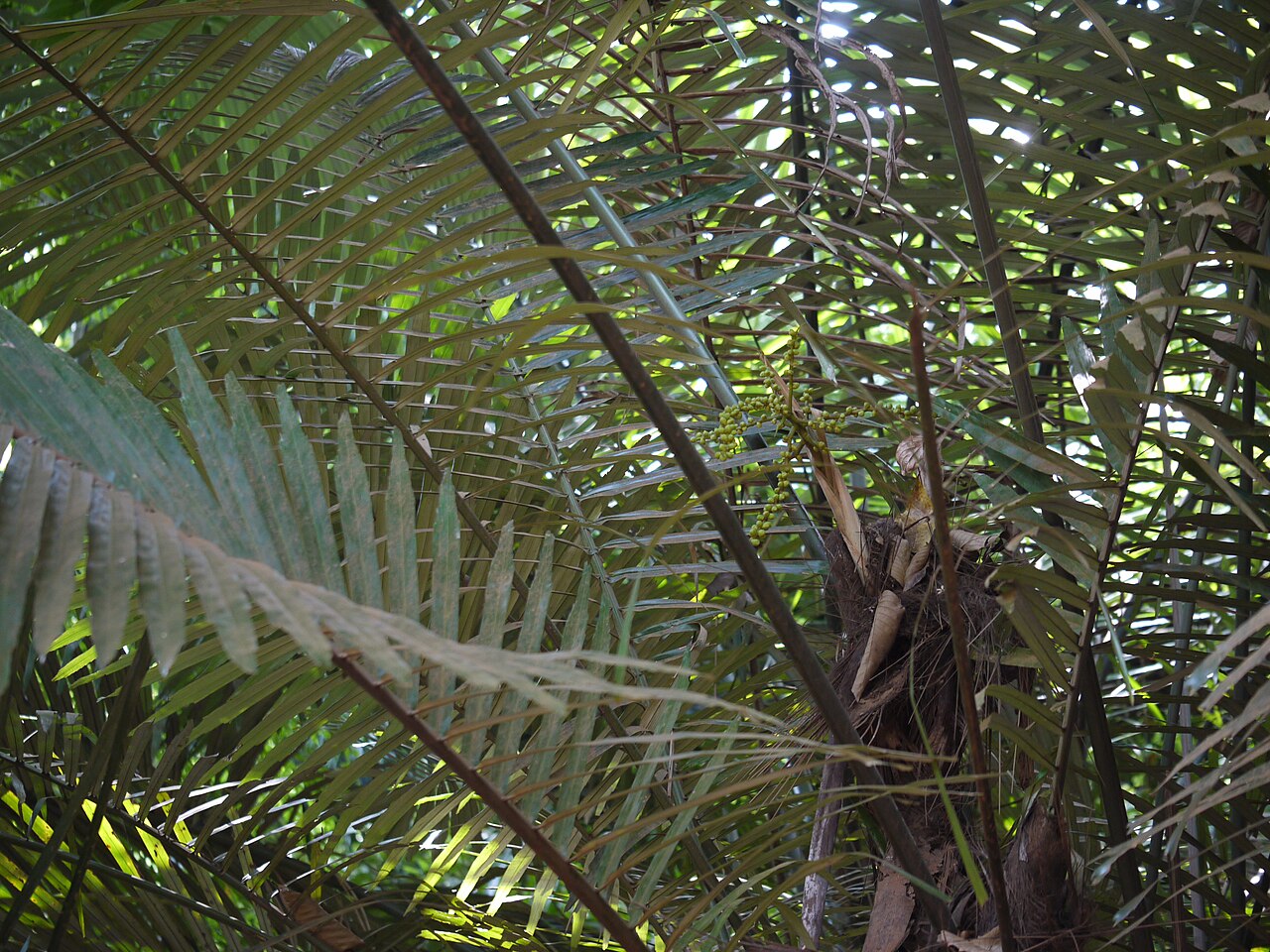 Wight’s sago palm: Arenga wightii
