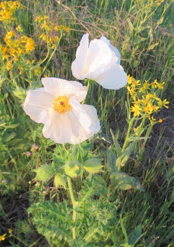 Bluestem pricklypoppy (Argemone albiflora)