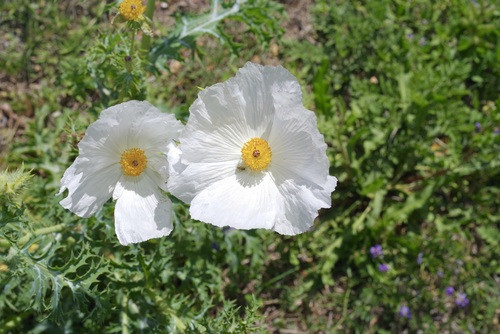 Bluestem pricklypoppy (Argemone albiflora)