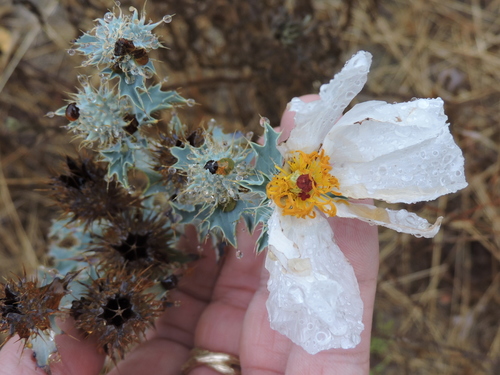 Bluestem pricklypoppy (Argemone albiflora)