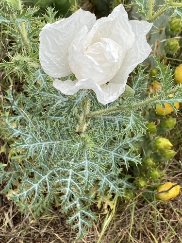 Bluestem pricklypoppy (Argemone albiflora)