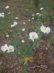 Bluestem pricklypoppy (Argemone albiflora)