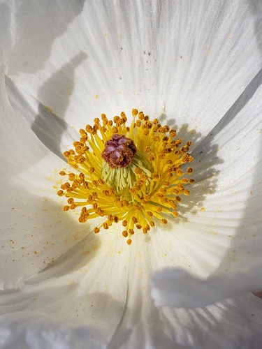 Bluestem pricklypoppy (Argemone albiflora)