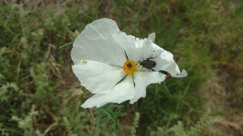 Bluestem pricklypoppy (Argemone albiflora)