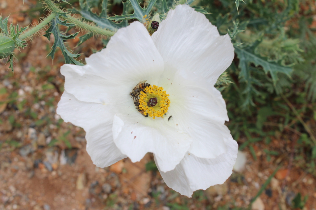 Argemone arida (Argemone arida)