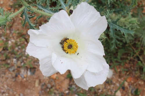 Argemone arida (Argemone arida)