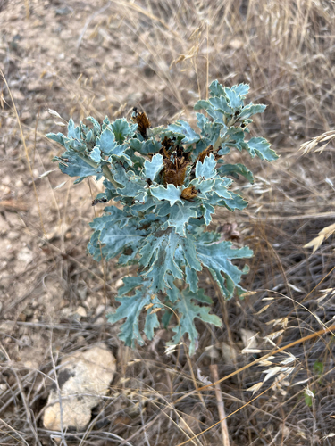 Rough pricklypoppy (Argemone hispida)