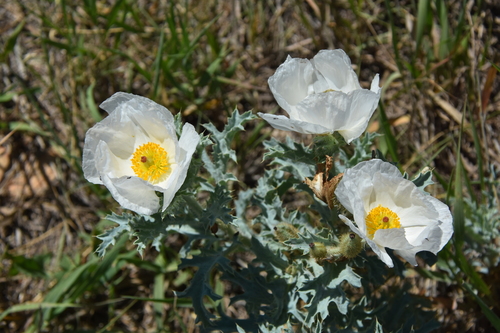 Rough pricklypoppy (Argemone hispida)