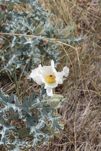 Rough pricklypoppy (Argemone hispida)