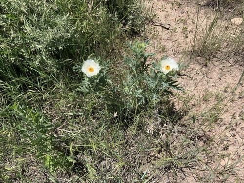 Rough pricklypoppy (Argemone hispida)