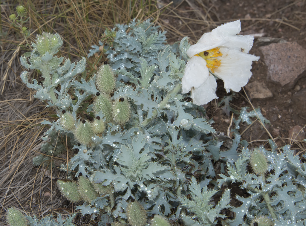 Rough pricklypoppy (Argemone hispida)
