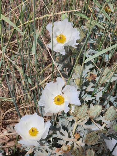 Rough pricklypoppy (Argemone hispida)