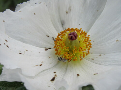 Rough pricklypoppy (Argemone hispida)