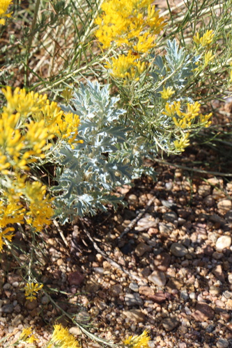 Rough pricklypoppy (Argemone hispida)
