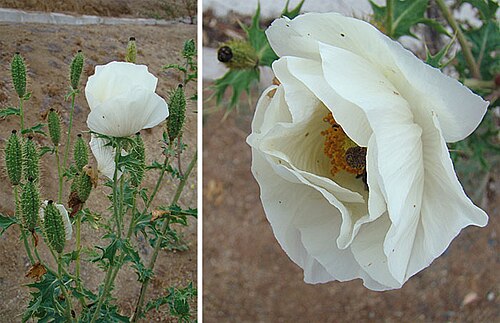 Argemone hunnemanni: A white prickly poppy from the Norte Chico of Chile. In context at www.dixpix.ca/sth_cordillera/flora/buttercups/index.html