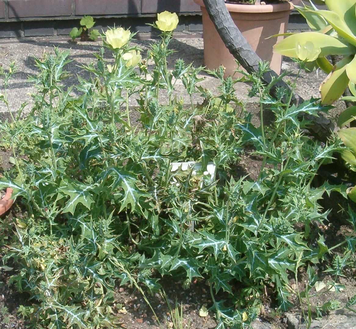 Mexican pricklypoppy: At Botanical Gardens Berlin-Dahlem Species Argemone mexicana , as Argemone hunnemannii