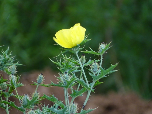Mexican pricklypoppy (Argemone mexicana)
