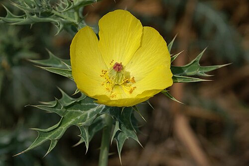 Mexican pricklypoppy: Flower of Mexican Poppy ( Argemone mexicana ) , an introduced weed on Réunion island