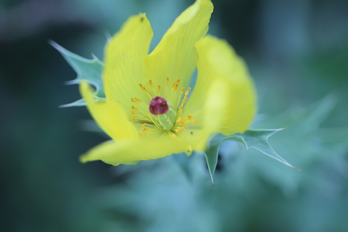 Mexican pricklypoppy (Argemone mexicana)