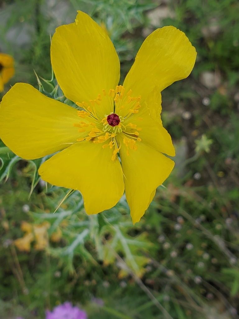 Mexican pricklypoppy (Argemone mexicana)