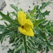 Mexican pricklypoppy (Argemone mexicana)
