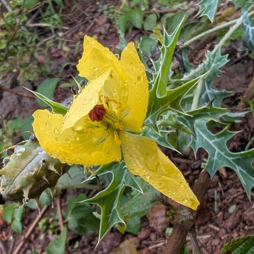 Mexican pricklypoppy (Argemone mexicana)