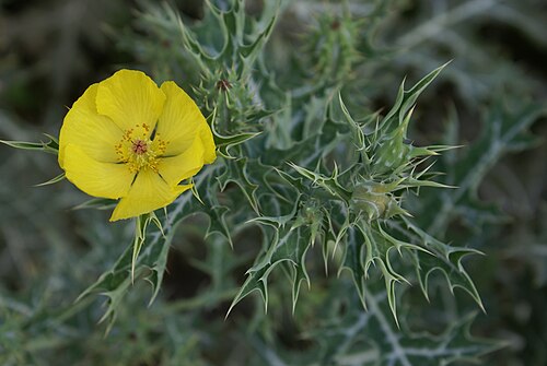 Mexican pricklypoppy: Flower of Mexican Poppy ( Argemone mexicana ) , an introduced weed on Réunion island