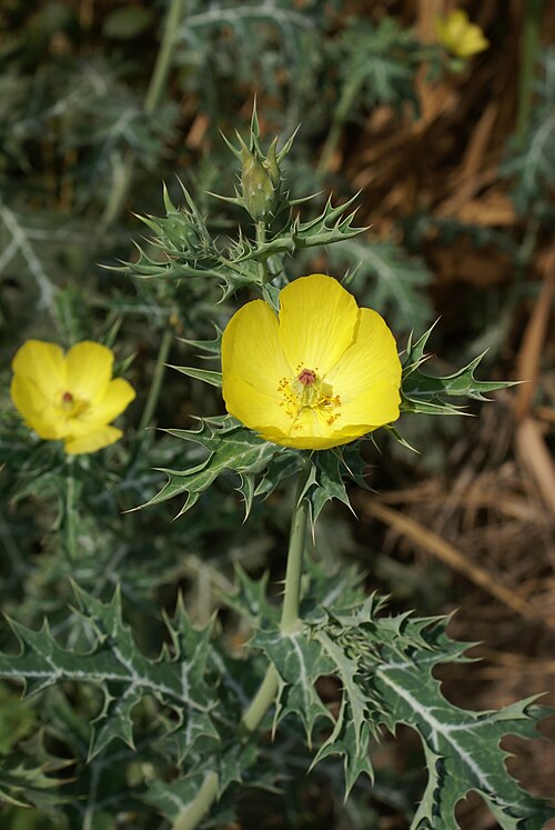Mexican pricklypoppy: Flower of Mexican Poppy ( Argemone mexicana ) , an introduced weed on Réunion island