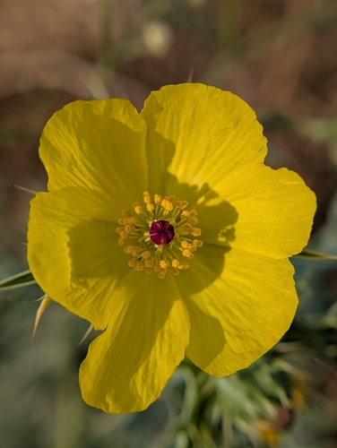 Mexican pricklypoppy (Argemone mexicana)