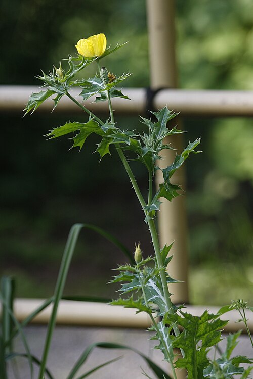 Mexican pricklypoppy: アザミゲシ