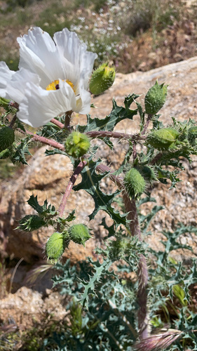 Flatbud pricklypoppy (Argemone munita)