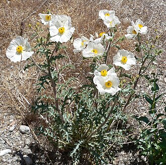 Flatbud pricklypoppy: Argemone munita in Kyle Canyon , Spring Mountains , west of Las Vegas, Nevada