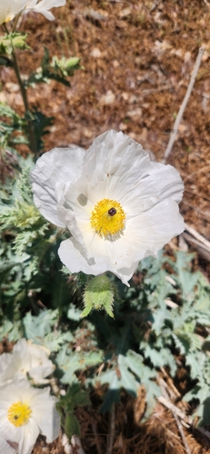 Flatbud pricklypoppy (Argemone munita)