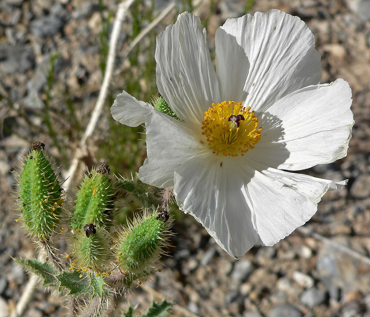 Flatbud pricklypoppy: Argemone munita in Kyle Canyon , Spring Mountains , southern Nevada