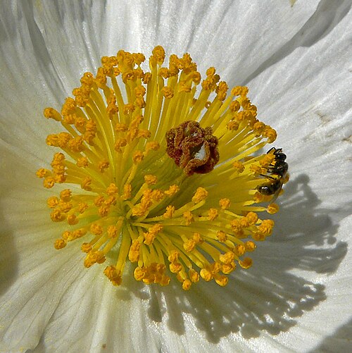 Flatbud pricklypoppy: Argemone munita in Kyle Canyon , Spring Mountains , southern Nevada