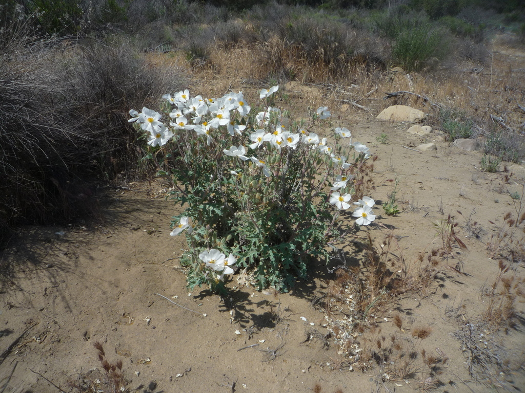 Flatbud pricklypoppy (Argemone munita)