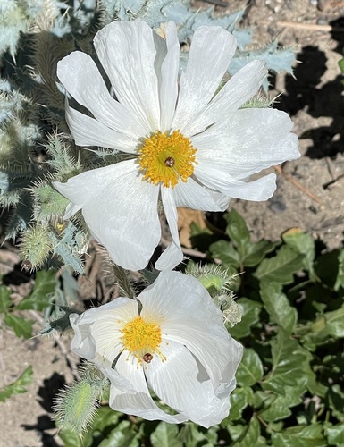 Flatbud pricklypoppy (Argemone munita)