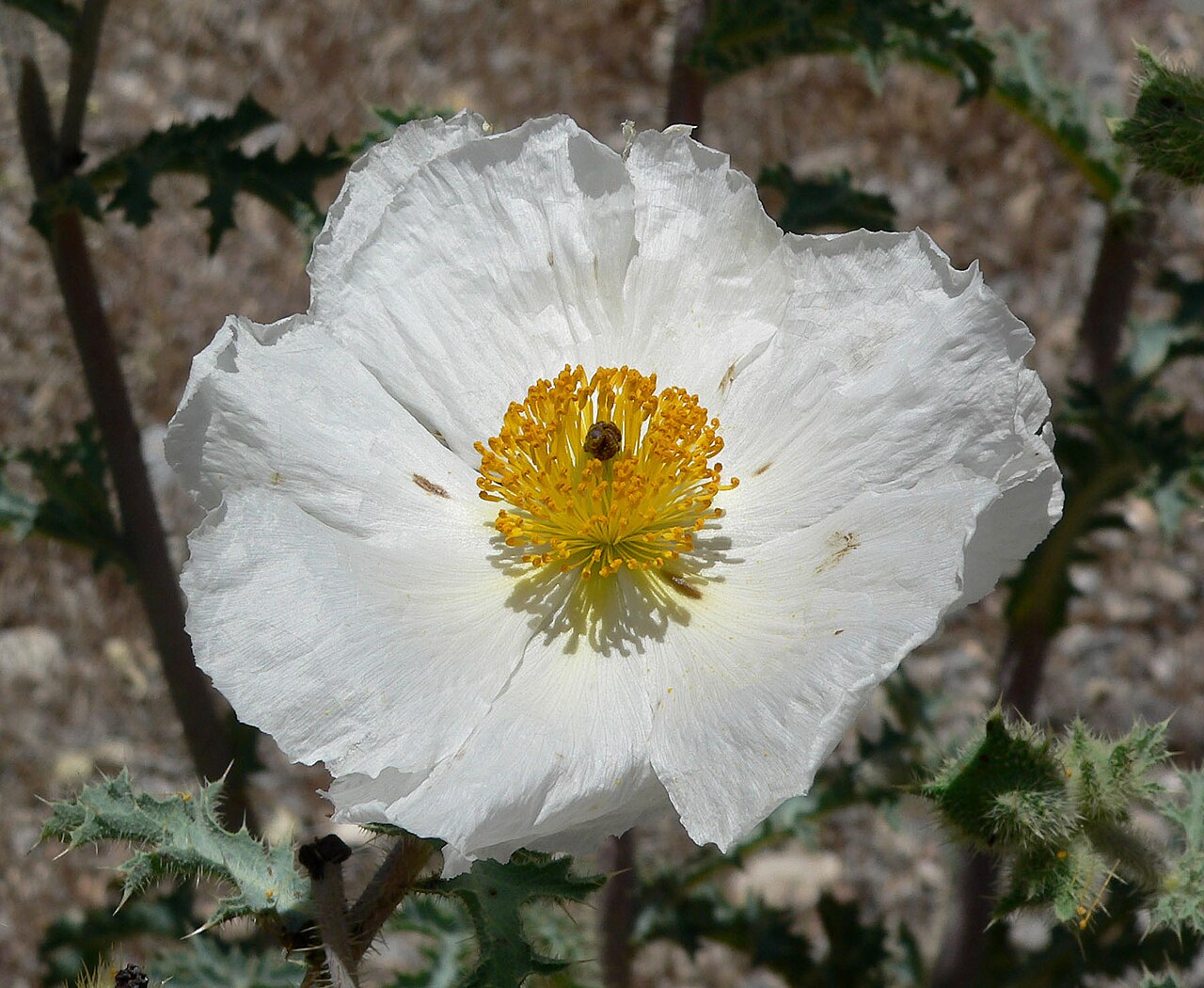 Flatbud pricklypoppy: Argemone munita in Kyle Canyon , Spring Mountains , west of Las Vegas, Nevada