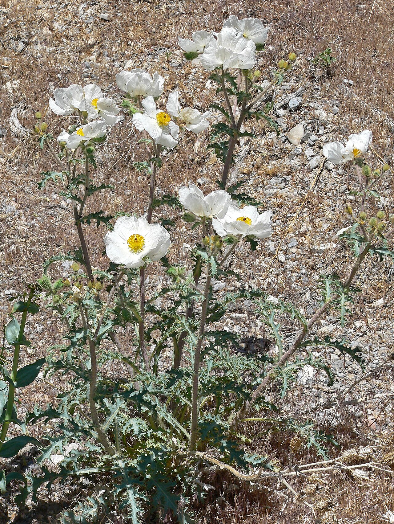 Flatbud pricklypoppy: Argemone munita in Kyle Canyon , Spring Mountains , west of Las Vegas, Nevada