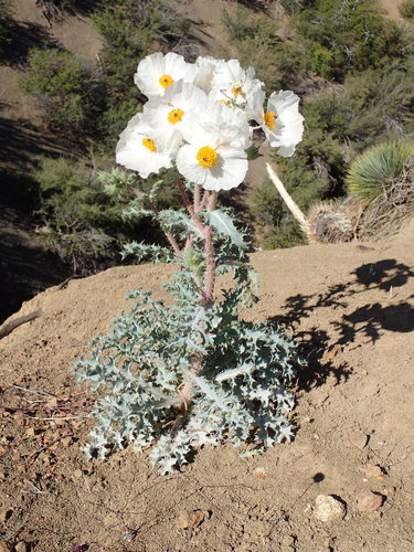 Flatbud pricklypoppy (Argemone munita)