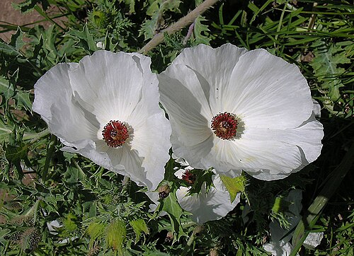Argemone platyceras: The White Prickly Poppy is native to the U.S. and to Mexico, where it is known as Chicalote. Photo from near Cacaxtla, Mexico. In context at www.dixpix.ca/meso_
