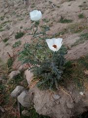 Argemone platyceras (Argemone platyceras)